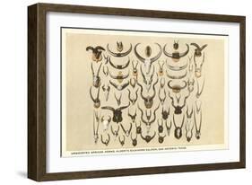 Collection of Unmounted African Game Horns-null-Framed Art Print