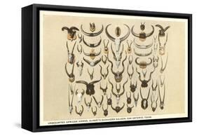 Collection of Unmounted African Game Horns-null-Framed Stretched Canvas