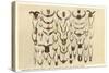 Collection of Unmounted African Game Horns-null-Stretched Canvas