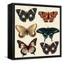 Collection of Vector Colorful Realistic Butterflies for Design-mashakotcur-Framed Stretched Canvas