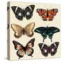 Collection of Vector Colorful Realistic Butterflies for Design-mashakotcur-Stretched Canvas