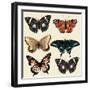 Collection of Vector Colorful Realistic Butterflies for Design-mashakotcur-Framed Art Print