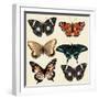 Collection of Vector Colorful Realistic Butterflies for Design-mashakotcur-Framed Art Print