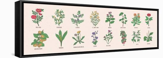 Collection of Wild Meadow Herbs, Blooming Flowers and Tropical Plants with Edible Berries Hand Draw-GoodStudio-Framed Stretched Canvas