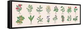 Collection of Wild Meadow Herbs, Blooming Flowers and Tropical Plants with Edible Berries Hand Draw-GoodStudio-Framed Stretched Canvas