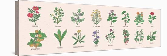 Collection of Wild Meadow Herbs, Blooming Flowers and Tropical Plants with Edible Berries Hand Draw-GoodStudio-Stretched Canvas