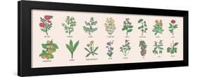 Collection of Wild Meadow Herbs, Blooming Flowers and Tropical Plants with Edible Berries Hand Draw-GoodStudio-Framed Art Print