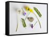 Collection of Wildflowers, Ferns and Heart Shaped Rock-Demelzaandreoli-Framed Stretched Canvas