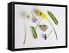 Collection of Wildflowers, Ferns and Heart Shaped Rock-Demelzaandreoli-Framed Stretched Canvas