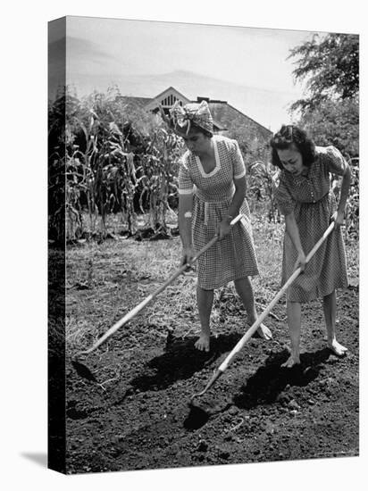 College Students Hoeing Small Plot in University of Hawaii Agriculture and Home Gardening School-Eliot Elisofon-Stretched Canvas