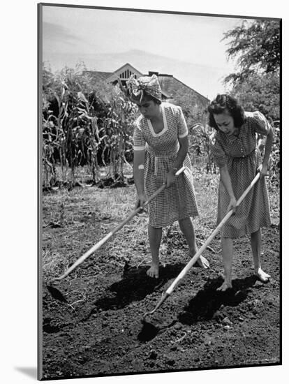 College Students Hoeing Small Plot in University of Hawaii Agriculture and Home Gardening School-Eliot Elisofon-Mounted Photographic Print