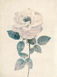 Ethereal Floral IV-Collezione Botanica-Giclee Print