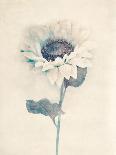 Ethereal Floral II-Collezione Botanica-Giclee Print