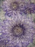 Ultraviolet-Collezione Botanica-Giclee Print