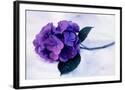 Chelsea Black