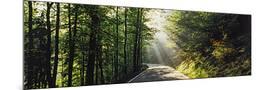 Wood Mount