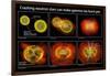 Colliding Neutron Stars Create Black Hole and Gamma-ray Burst-Science Source-Framed Giclee Print