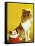 Collie and Kitten - Child Life-Jack Murray-Framed Stretched Canvas