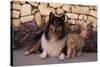 Collie and Yellow Cat on Sidewalk-DLILLC-Stretched Canvas