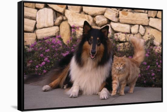 Collie and Yellow Cat on Sidewalk-DLILLC-Framed Stretched Canvas