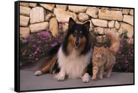 Collie and Yellow Cat on Sidewalk-DLILLC-Framed Stretched Canvas