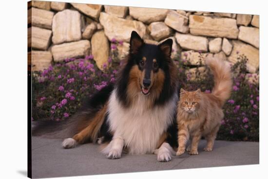 Collie and Yellow Cat on Sidewalk-DLILLC-Stretched Canvas