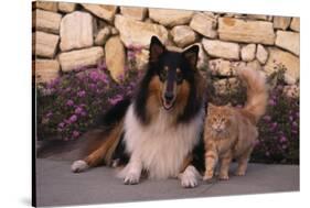 Collie and Yellow Cat on Sidewalk-DLILLC-Stretched Canvas