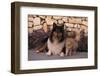 Collie and Yellow Cat on Sidewalk-DLILLC-Framed Photographic Print