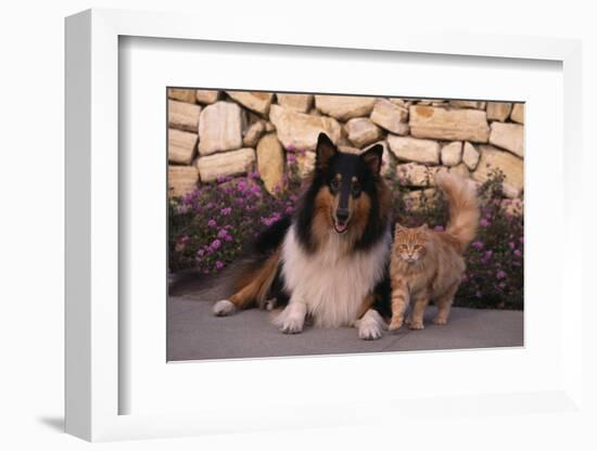 Collie and Yellow Cat on Sidewalk-DLILLC-Framed Photographic Print