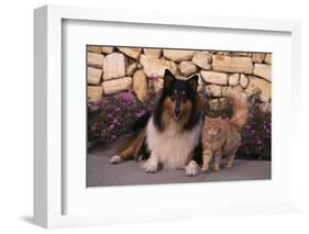 Collie and Yellow Cat on Sidewalk-DLILLC-Framed Photographic Print