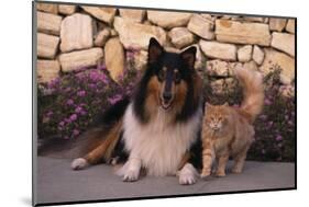 Collie and Yellow Cat on Sidewalk-DLILLC-Mounted Photographic Print