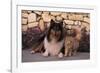 Collie and Yellow Cat on Sidewalk-DLILLC-Framed Photographic Print