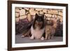 Collie and Yellow Cat on Sidewalk-DLILLC-Framed Photographic Print