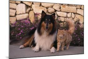 Collie and Yellow Cat on Sidewalk-DLILLC-Mounted Photographic Print