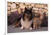 Collie and Yellow Cat on Sidewalk-DLILLC-Framed Photographic Print