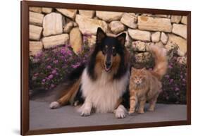 Collie and Yellow Cat on Sidewalk-DLILLC-Framed Photographic Print