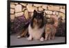 Collie and Yellow Cat on Sidewalk-DLILLC-Framed Photographic Print