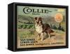Collie Brand - San Dimas, California - Citrus Crate Label-Lantern Press-Framed Stretched Canvas