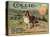 Collie Brand - San Dimas, California - Citrus Crate Label-Lantern Press-Stretched Canvas