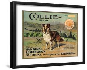 Collie Brand - San Dimas, California - Citrus Crate Label-Lantern Press-Framed Art Print
