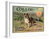 Collie Brand - San Dimas, California - Citrus Crate Label-Lantern Press-Framed Art Print