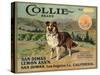 Collie Brand - San Dimas, California - Citrus Crate Label-Lantern Press-Stretched Canvas