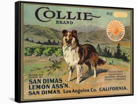 Collie Brand - San Dimas, California - Citrus Crate Label-Lantern Press-Framed Stretched Canvas