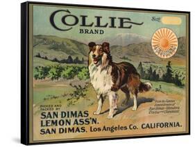 Collie Brand - San Dimas, California - Citrus Crate Label-Lantern Press-Framed Stretched Canvas