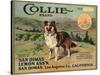 Collie Brand - San Dimas, California - Citrus Crate Label-Lantern Press-Stretched Canvas