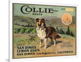 Collie Brand - San Dimas, California - Citrus Crate Label-Lantern Press-Framed Art Print