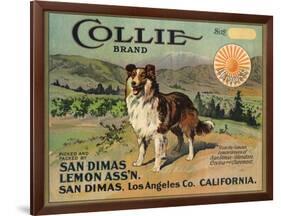 Collie Brand - San Dimas, California - Citrus Crate Label-Lantern Press-Framed Art Print