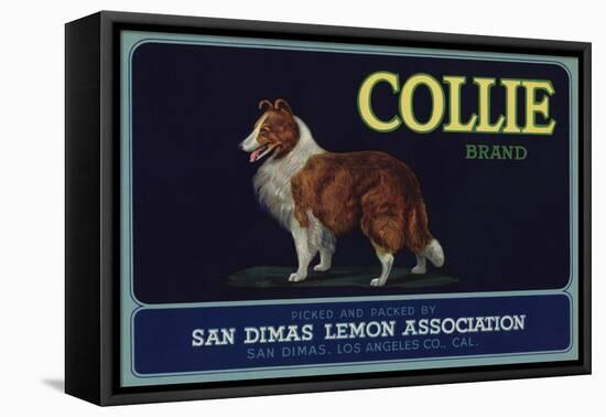 Collie Brand - San Dimas, California - Citrus Crate Label-Lantern Press-Framed Stretched Canvas