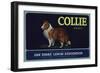 Collie Brand - San Dimas, California - Citrus Crate Label-Lantern Press-Framed Art Print