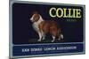 Collie Brand - San Dimas, California - Citrus Crate Label-Lantern Press-Mounted Art Print